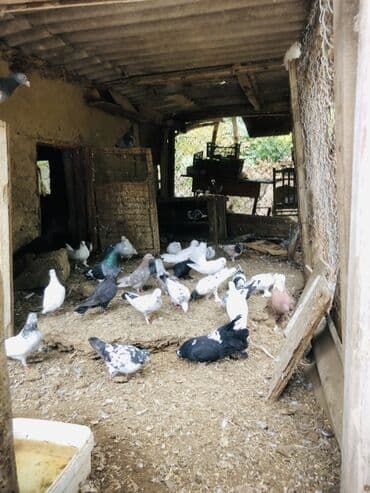 geref quşu: Müxtəlif rənglərə və naxışlara malik ev göyərçinləri mövcuddur. Onlar — 12