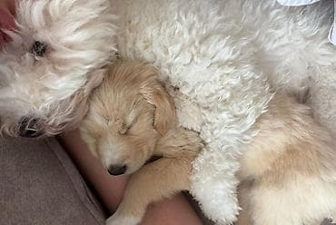 lal ordek balalari: Labrador-retriver, 2 ay, Erkek, Peyvəndli, Ünvandan götürmə, Ödənişli çatdırılma — 9