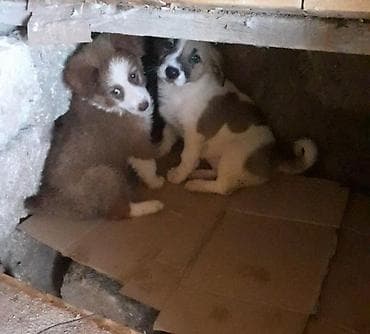 xarici it adlari: Zvonok, 4 ay, Erkek, Peyvəndli — 2