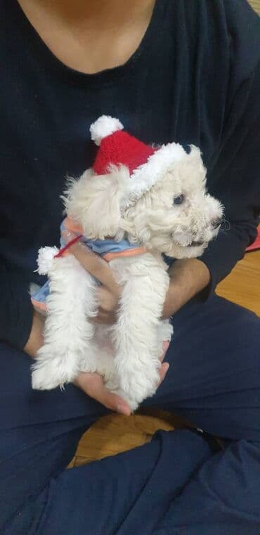 Lincoln: Пудель, 2 месяца, Самка, С прививками — 1