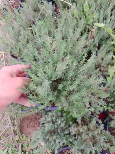 алоэ гулунун дарылык касиети: Saksıda ətirli timyan (keklikotu) bitkisi - Bitki növü: Timyan — 2