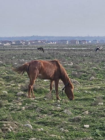 at şekilleri: At dişidi 5 yaşi var bidefe bala verib mende otlax yerim olmadiqina — 3