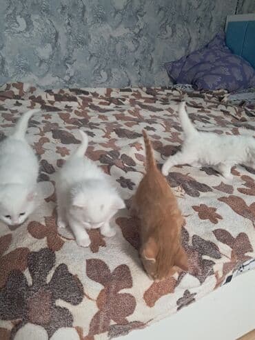 Boyunbağılar: Balaca pişik balaları - Rənglər: əsasən ağ, bir ədəd zəncəfil — 1