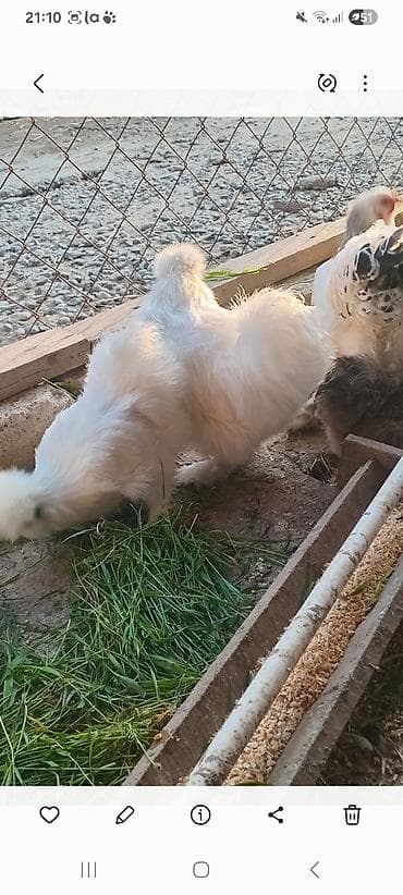 quş hini: Satılır: ponpon xoruzu temiz qan 8 ayliq esil damazliqdr feresi — 3