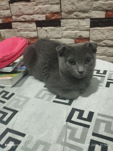 alman coban iti satisi: Шотландская, Самка, В добрые руки, Самовывоз — 2