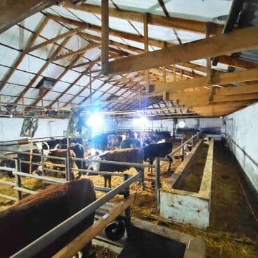 vasitəcisiz birbaşa sahibindən mənzil kirayələmək: Kənd təsərrüfatı, Mülkiyyətçi, Bələdiyyə, Kupça (Çıxarış) — 14