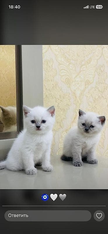 pisik cutlesdirmek: Şotland yastı qulaq, Dişi — 4