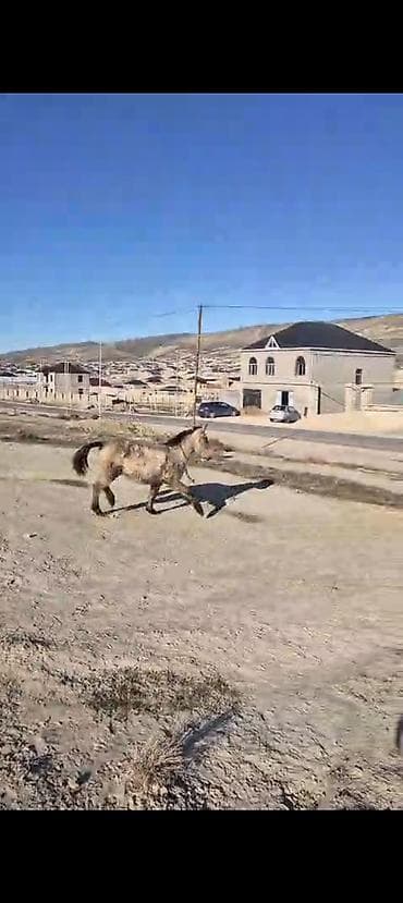 heyvan alqi satqisi: Satılır: boz-alaca rəngli gənc at - Cins: yerli tip (foto üzrə — 3