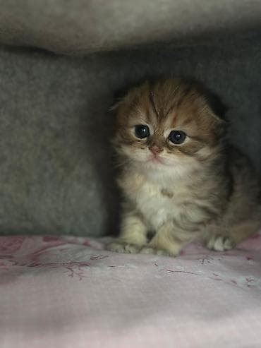Yumşaq tüklü, qızılı-qəhvəyi rəng çalarlarında balaca pişik balası — 9