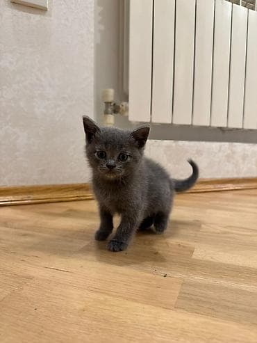 şirin it sekilleri: Yumşaq, uzun tüklü balaca pişik balaları. Şəkillərdə iki balaca — 6