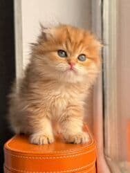 şinşila pişik: Qızıl şinşilla — 1