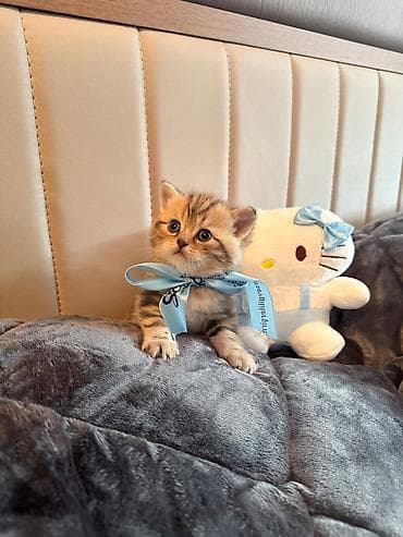 ana bala keci: Qızıl şinşilla, Erkək, Yaxşı əllərə, Ünvandan götürmə — 5