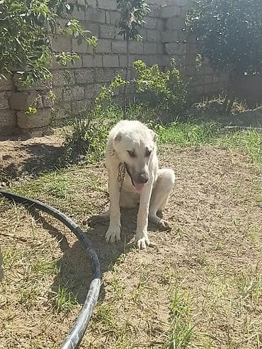 it satislari: Vokadaf kucuk 8 ayliq dişi 60 santıdı boyu satilir 350 manata — 2