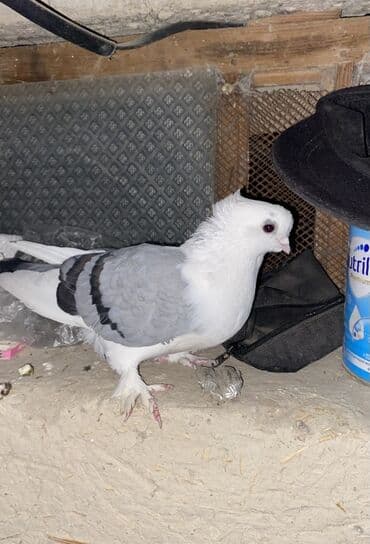 Göyərçinlər: Hunkari ÜNVAN SƏKİ Cins: bəzək göyərçini (quyruğu və alın tükləri — 1