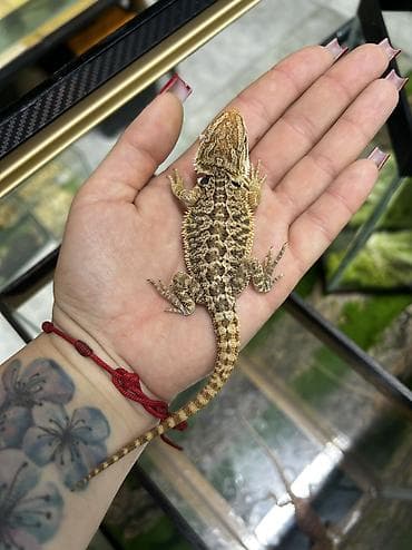 qurd basar: Növ: Bearded Dragon (Pogona vitticeps) aqama balaları qiymetler — 6