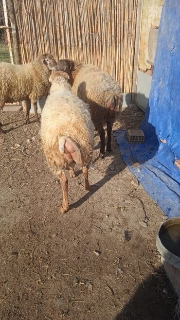 Toyuqlar: Sekildeki qoçlar menimdir alverci deyiləm isnen elaqedar bazara gede — 2