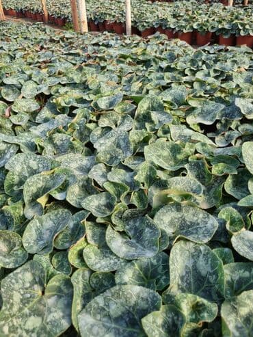 qızıl gül buketi: Gullerin satişi — 1