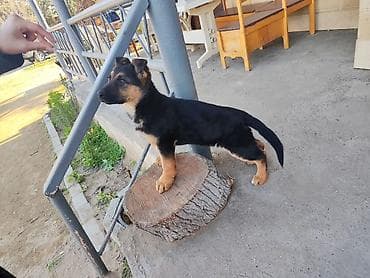 alman afcarkalari: Alman çoban iti, 3 ay, Dişi, Peyvəndli — 6