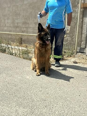 it sekilleri afcarka: Alman çoban iti, 3 il, Dişi — 1