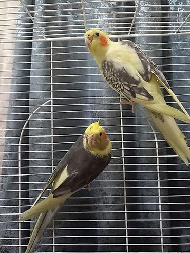 Korella – 2 ədəd - Növ: Nymphicus hollandicus (cockatiel) - Rəng lalafo.az -da Korella – 2 ədəd - Növ: Nymphicus hollandicus (cockatiel) - Rəng