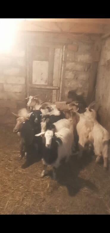 Digər heyvanlar: Qoyun-keçi təsərrüfatı üçün yerli keçilər satılır. - Növ: Yerli — 3