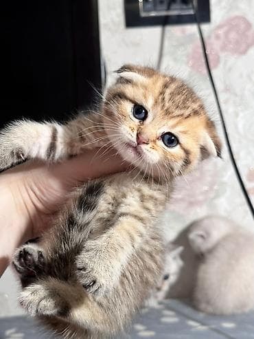 Кошки: Шотландская, Самец, Самовывоз, Бесплатная доставка — 2