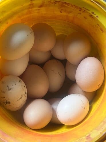 Yumurta: Temiz qan sosyet fərələrinin yumurtalari satilir ve barterde edilir — 4