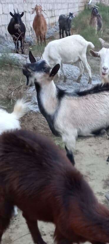 Qazlar: Erkək, Alpine, il: 1, 28 kq, Damazlıq, Ödənişli çatdırılma — 3