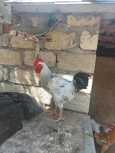 Xüsusi rəng çaları olan xoruz - Cinsəoxşar görünüş: ağ-qara ləkəli — 9