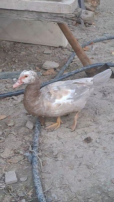 itlərə verilən adlar: Salam aleykum lavanda ördəklər satılır 2 fərə bir xoruz Məhsul — 2