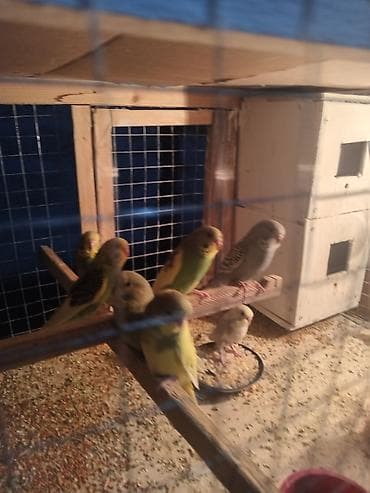 Dalmatin və klassik rəng çeşidlərində dalğalı tutuquşular (ağ