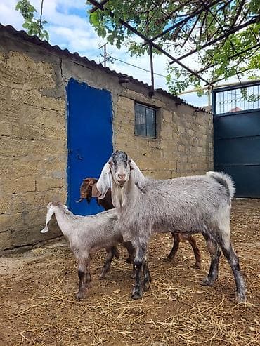 keçi satilir: Zebu tipli keçilər – damazlıq üçün - Növ: uzunqulaq, sallaqqulaq — 2