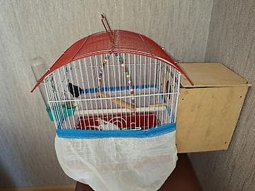 qurd satisi: Xarice gediyimiz ucun satilir baxanimiz olmqdiginanDalğalı tutuquşular — 3