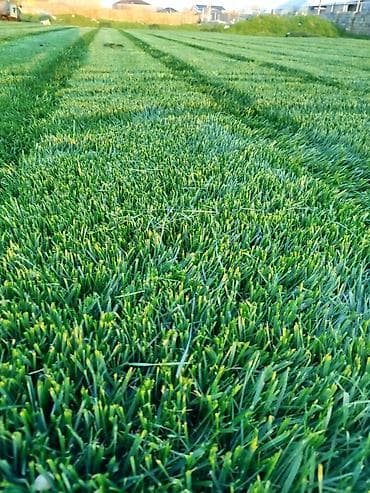 xan cinarı: Qazon Sifariş ede bilersiz rayonlara sifariş götürülür — 3