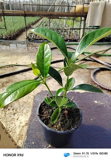 qab gulleri: Rozmarin (Rosmarinus officinalis) fidanları – qablarda yetişdirilmiş — 8