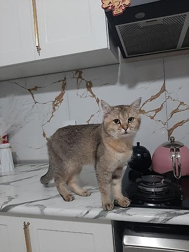 şınşıla: Qızıl şinşilla, Erkək, Ödənişli çatdırılma — 1