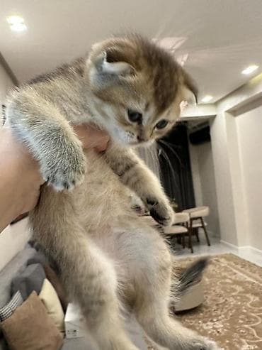 Şotland yastı qulaq