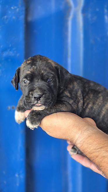 it üçün ev: Mastif — 5