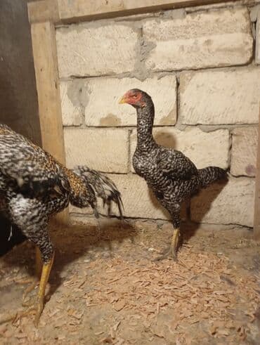 bmw 3 серия 330xi at: Toyuq, Damazlıq — 4