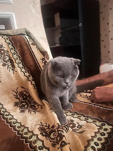 scottish fold: Şotland yastı qulaq — 4