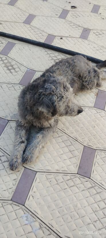 avçarka itləri: Miniatür pinçer — 3