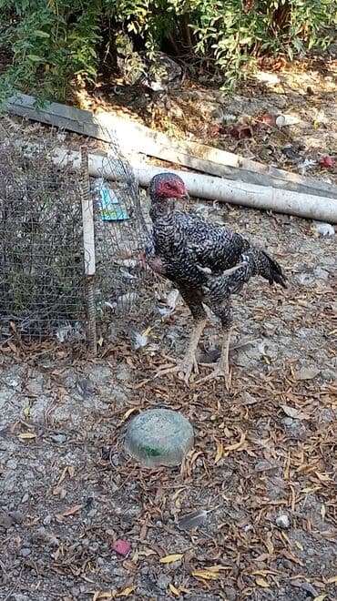 kənd colpası: Məhsul: pileymut heyratı xoruz 8 aylıq döyüşə və damazlıqa yararlı — 2