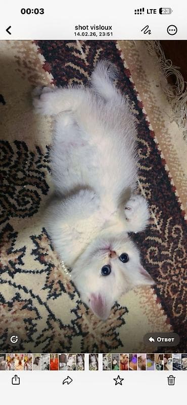 Akvariumlar: Britan — 2