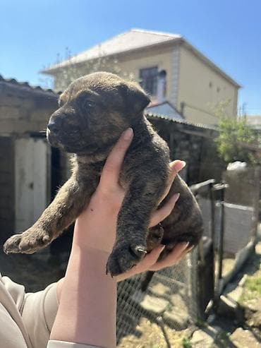 2 meymun: Salam tecili satilir 3 eded qaldı Əsas məsələ bu itdəri bilən bilirki — 4