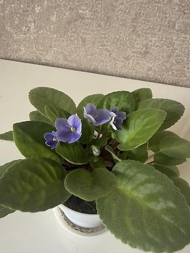 samdanlar ve saat: Bənövşə (Afrika bənövşəsi) – saksıda otaq bitkisi - Rəngi — 3