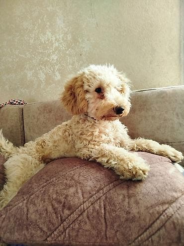 pudel balasi: Pudel — 2