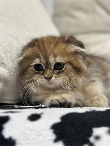 scottish fold: Şotland uzun tüklü — 7