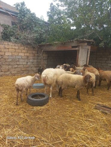 электрическая машинка для стрижки овец: Qoyun sürüsü – yerli cinslərin qarışığı - Şəkillərdə kənd həyətində — 5