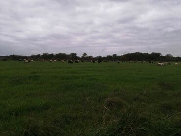 cins ineklerin satisi: Cins keçilər – damazlıq üçün - Şəkillərdə uzunqulaq, asma qulaqlı — 3