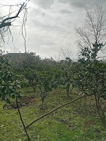 qresde satilan evler: 11 sot, Tikinti, Mülkiyyətçi, Kupça (Çıxarış) — 6